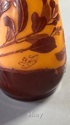 Emile Galle. Eucalyptus vase. Circa 1900