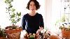 Flowers For Christmas Everything You Need To Know About Forcing Bulbs Parisienne Farmgirl