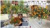 Kadifica Je Predivna Cvije E Marigold Are Nice As Cut Flowers Ideas For Cut Flowers